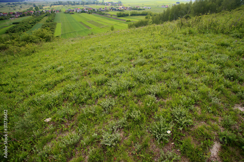 Obraz na płótnie Natural xerothermic grassland with rare plant near Pinczow in Poland w salonie