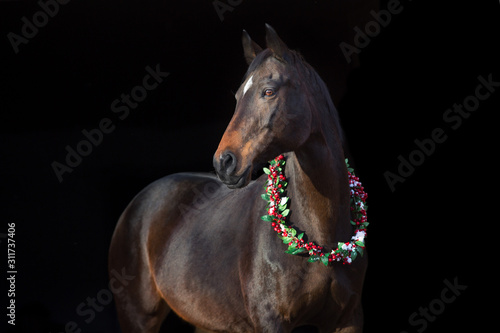 Bay horse in christmas decoration wreath on black background