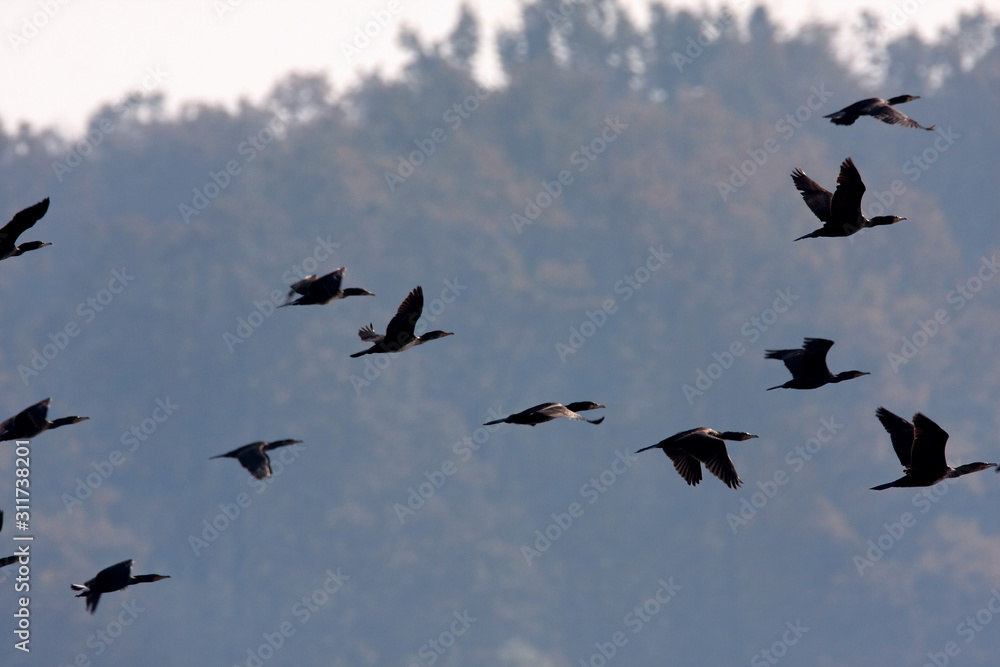 The great cormorant in flight
