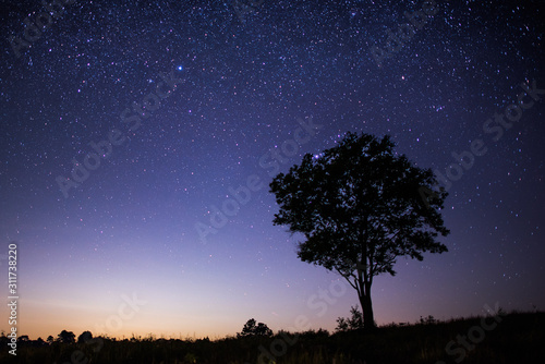 tree under stars