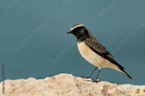 Piedn wheatear perched on limestone rock at Busaiteen coast, Bahrain photo