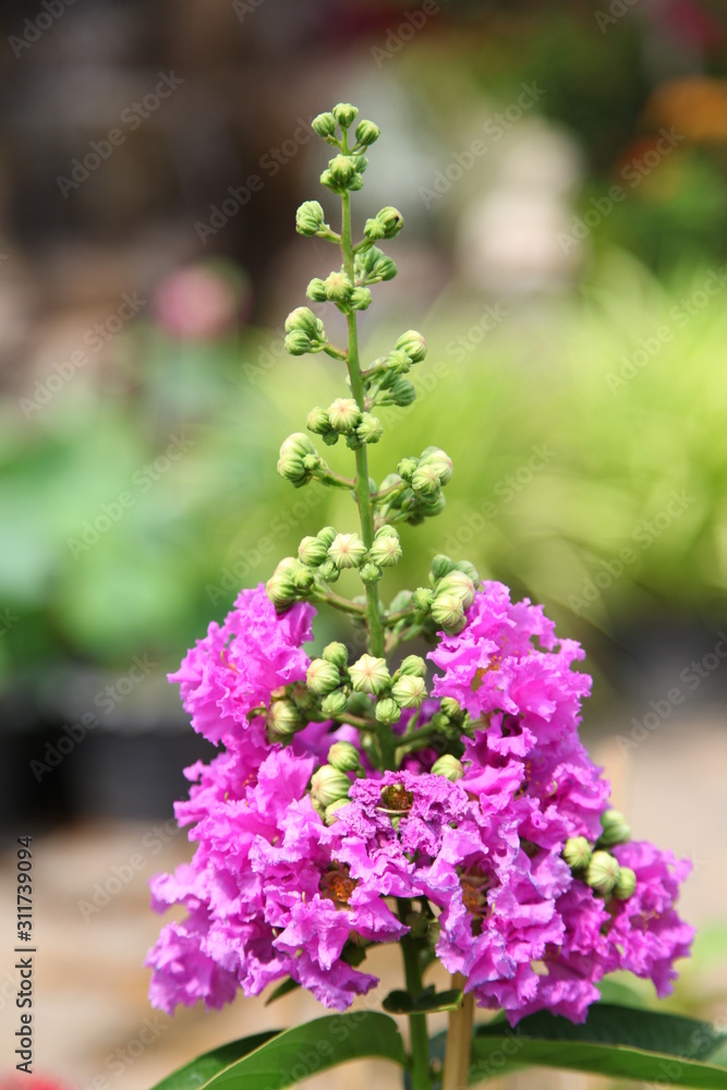 Obraz premium Beautiful Thorel's Crape Myrtle flowers