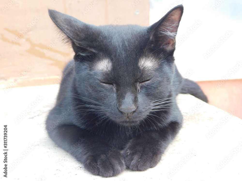 Portrait of a young black cat close up sitting huddled while