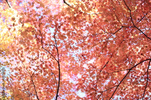 Autumnal landscape of Suizawa maple valley in the Mie Prefecture of Japan photo