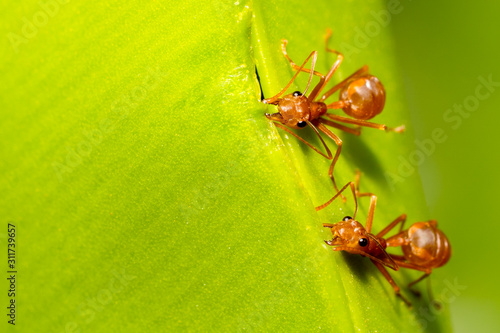 Canvastavla Ants group holding and cohesion green leaf by mouth and legs in nature