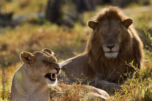 A lion and lioness mating at Savannah grassland, Masai Mara, Kenya