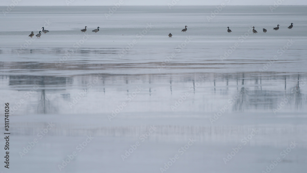 Ducks sitting on the frozen lake