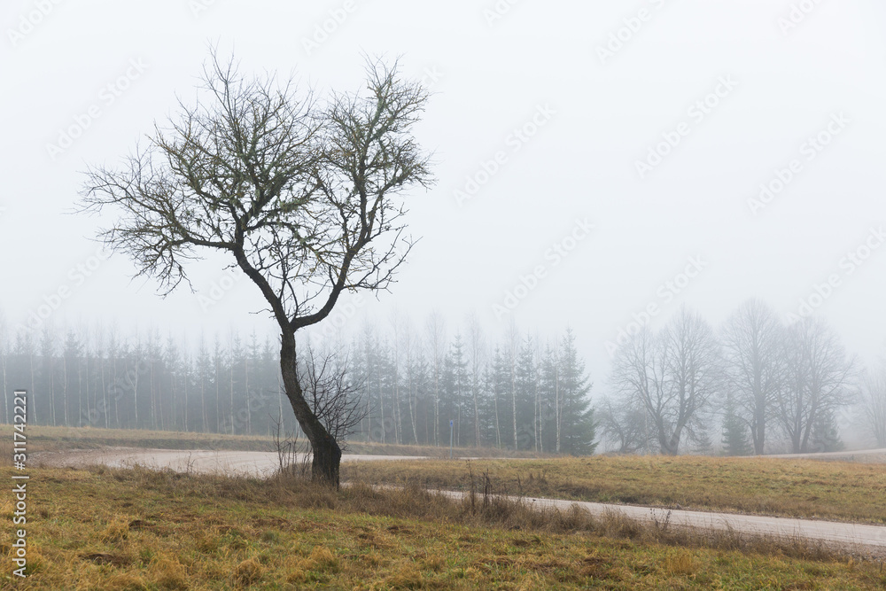 City Cesis, Latvia. Apple tree and meadow with fog.