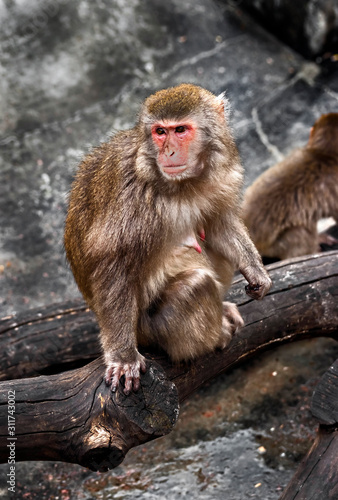 Japanese macaque female on the beam. Latin name - Macaca fuscata © Mikhail Blajenov