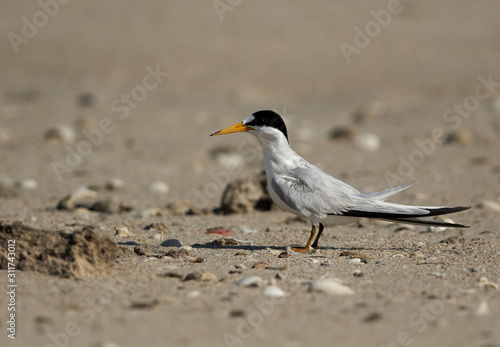 Portrait of Saunders tern at Busaiteen coast, Bahrain photo