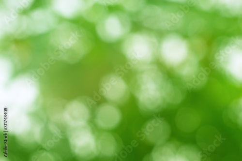 Green bokeh on a blurred background. Green bokeh from a natural tree.