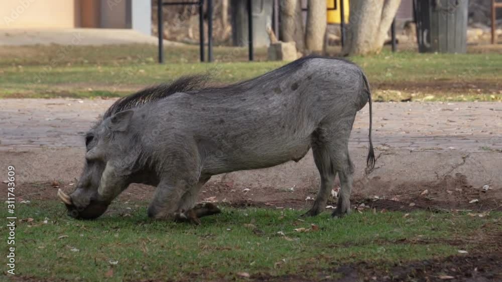 warthog, south africa, namibia, slow motion warthog, south africa, namibia, slow motion