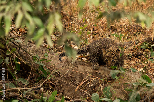 Leopard cub at Masai Mar, Kenya