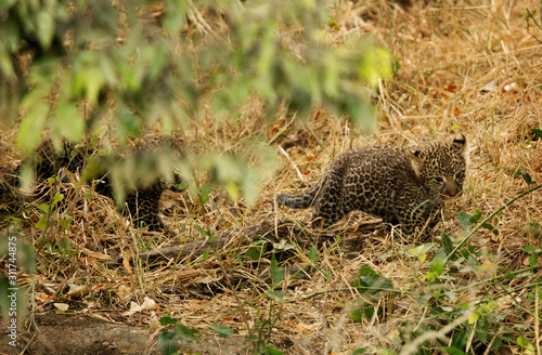 The leopard is the smallest of the big cats and this belongs to genus Panthera