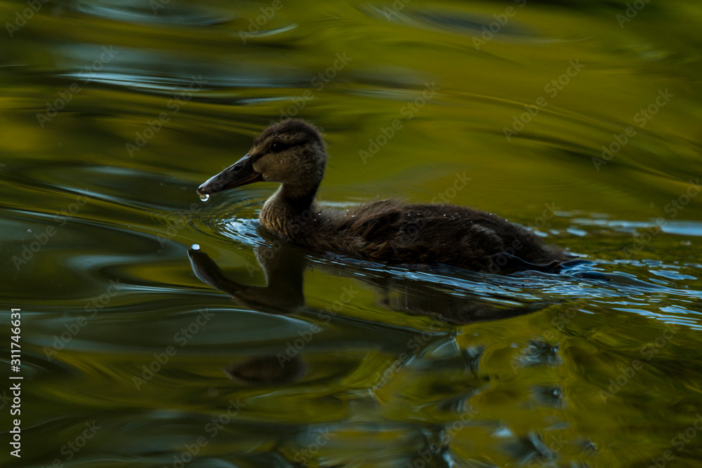 Young duck alone on the water