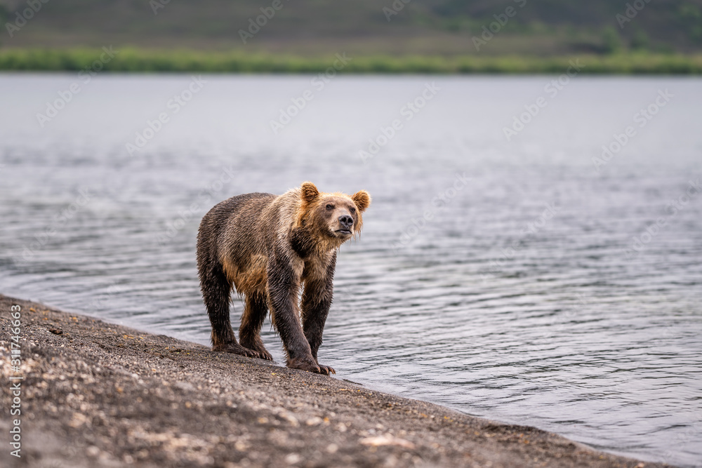 Ruling the landscape, brown bears of Kamchatka (Ursus arctos beringianus) Ruling the landscape, brown bears of Kamchatka (Ursus arctos beringianus)