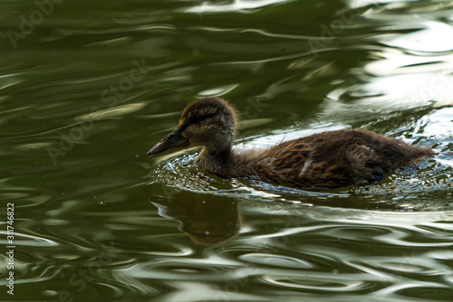 Young duck alone on the water