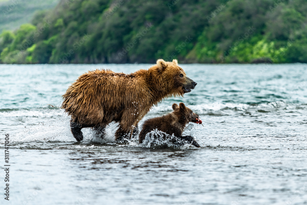 Fototapeta premium Ruling the landscape, brown bears of Kamchatka (Ursus arctos beringianus)