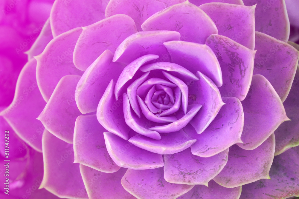Macro purple violet fresh Succulent echeveria plant - Texture background - purple nature concept , Floral backdrop and beautiful detail Macro purple violet fresh Succulent echeveria plant - Texture background - purple nature concept , Floral backdrop and beautiful detail