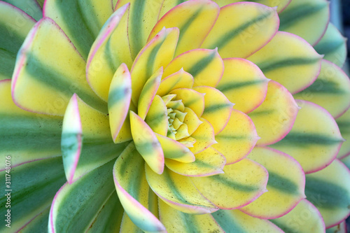 Macro fresh yellow Green Succulent echeveria plant in the garden - texture background - yellow nature concept