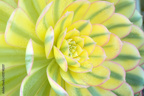 Macro fresh yellow Green Succulent echeveria plant in the garden - texture background - yellow nature houseplants garden vibes concept