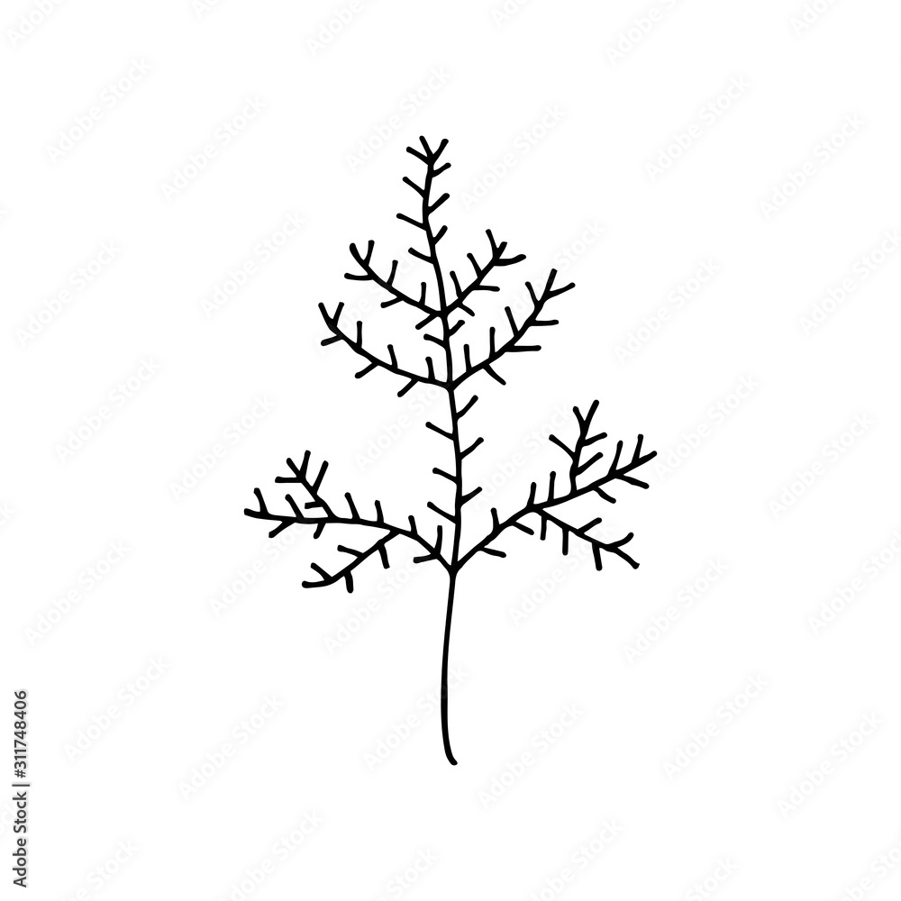 Plant vector doodle illustration. Herbs. Natural ingredient. Sticker, icon.