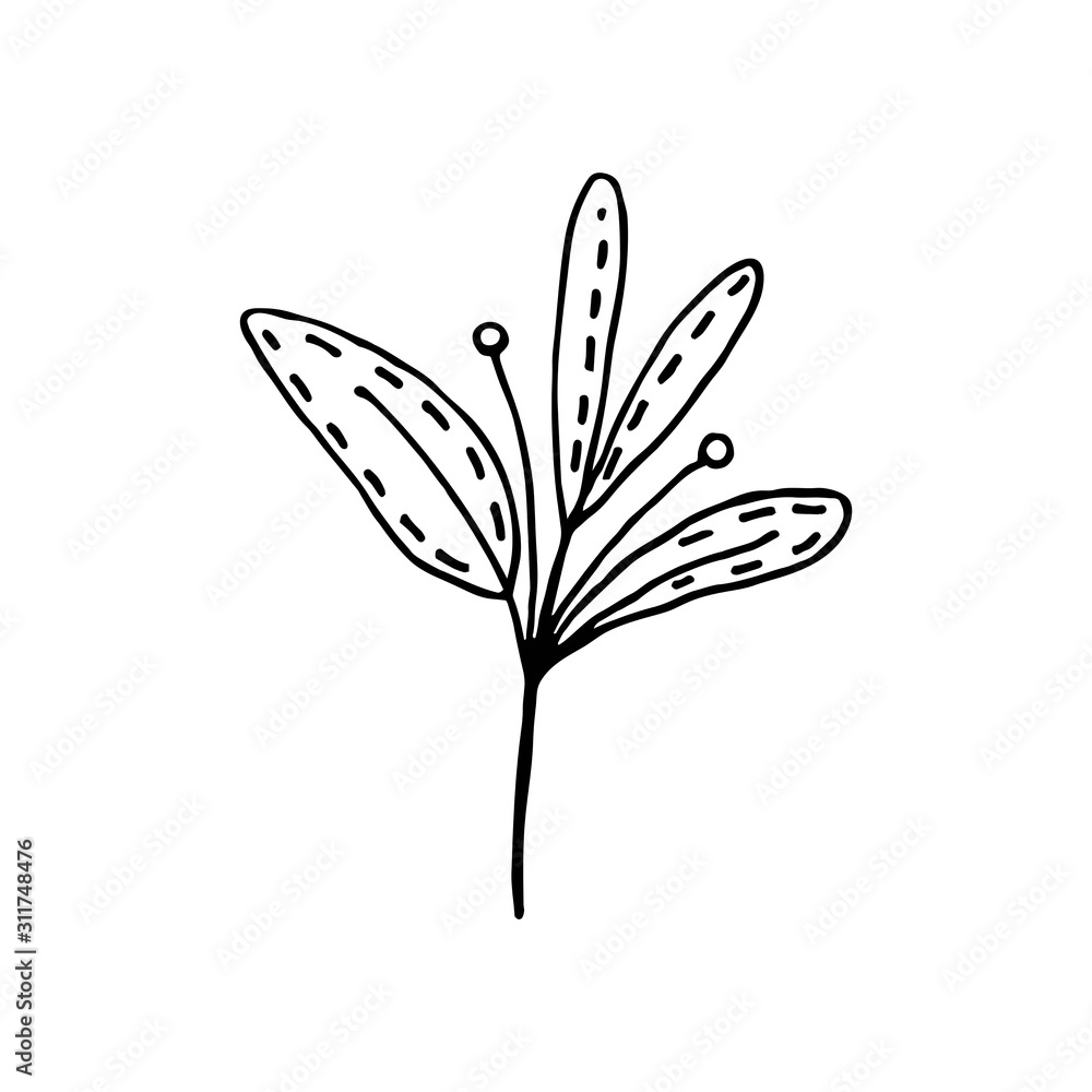 Plant vector doodle illustration. Herbs. Natural ingredient. Sticker, icon. Plant vector doodle illustration. Herbs. Natural ingredient. Sticker, icon.