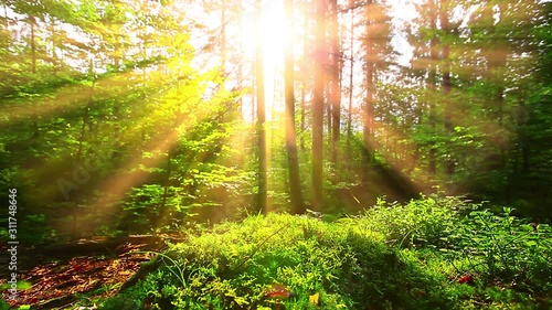 morning in a  forest