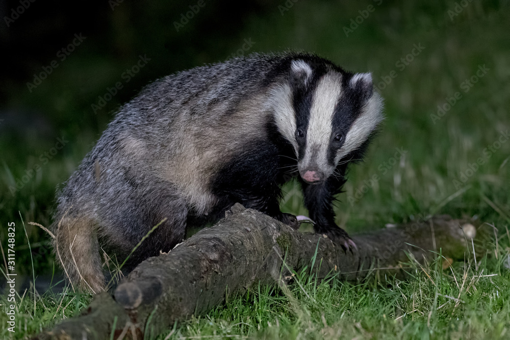 Badger Badger