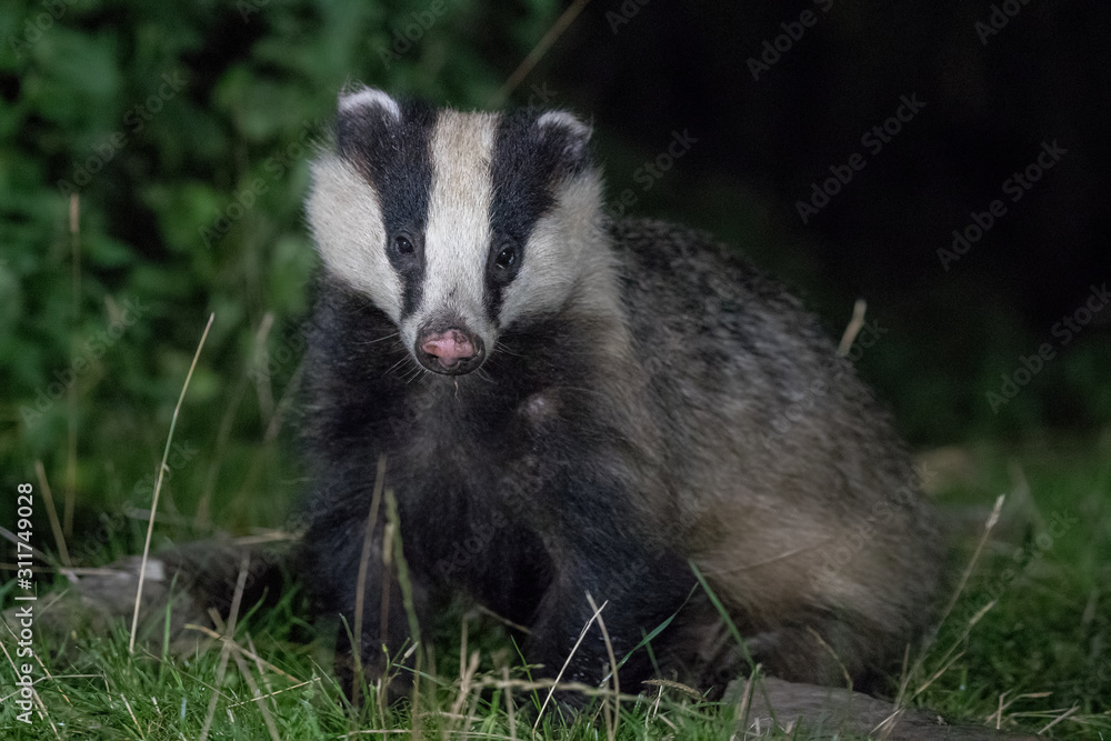 Badger Badger