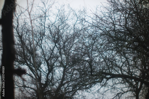 silhouette of bare trees
