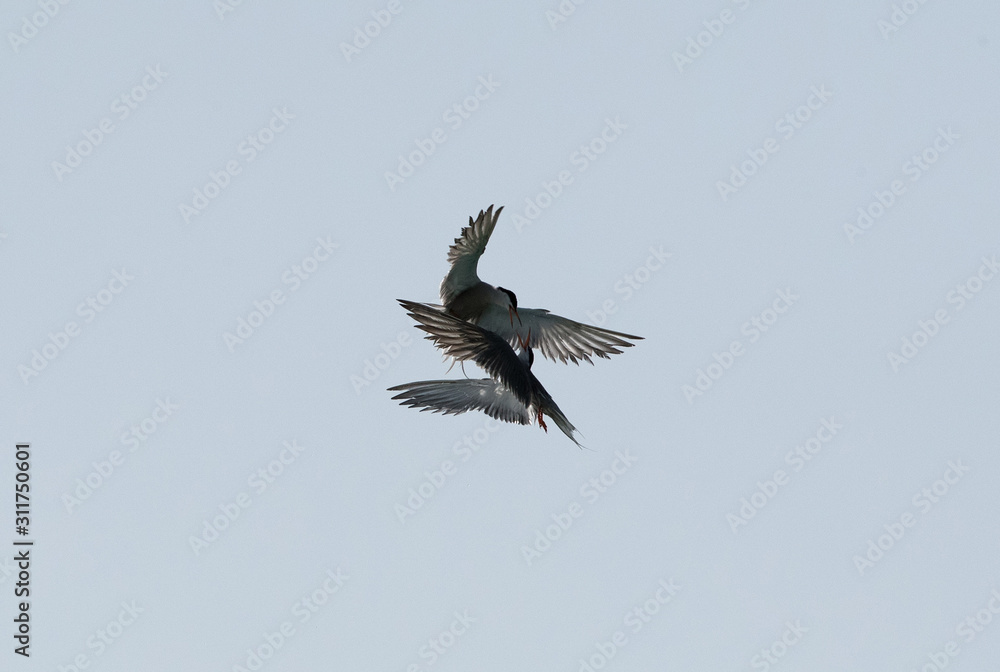 A pair of white-cheeked tern aerial fight at Busaiteen coast, Bahrain A pair of white-cheeked tern aerial fight at Busaiteen coast, Bahrain