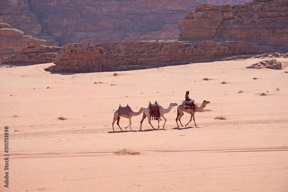     Camels caravan and beduin in Wadi Rum desert in Jordan famous for Lawrence d'Arabia     