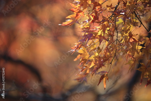 Autumnal landscape of Suizawa maple valley in the Mie Prefecture of Japan