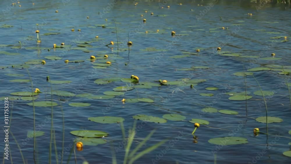 water flowers yellow Nuphar lutea on blue water water flowers yellow Nuphar lutea on blue water
