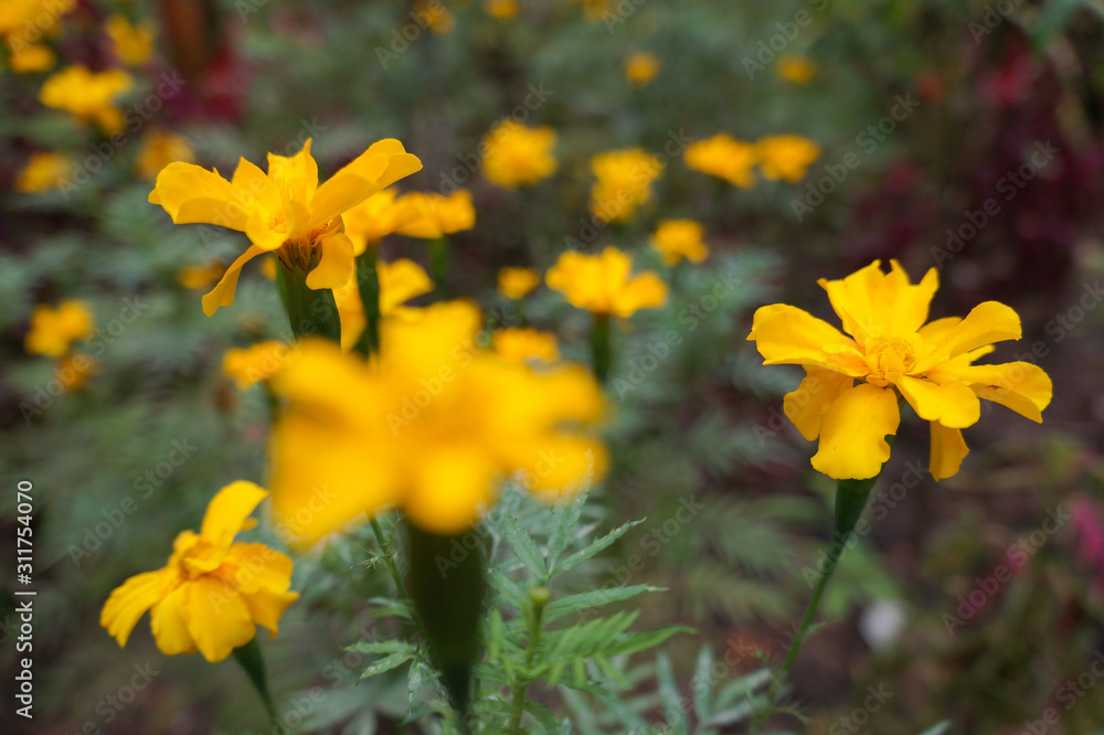 Fototapeta premium Little Yellow flowers