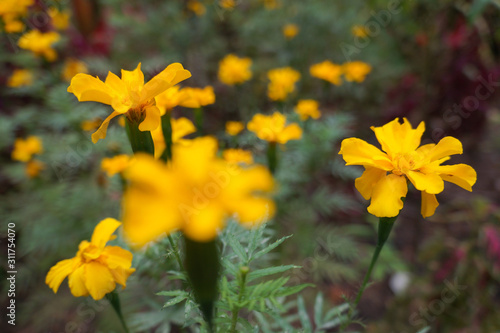 Little Yellow flowers