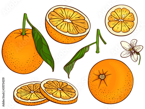 Oranges (mandarin, clementine, tangerine). Set fruits citrus. Whole orange, slice, cut pieces, lobule, flower, plant leaves. Colorful vector illustration Isolated on white background. Drawn freehand.
