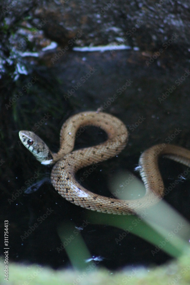 snake snake