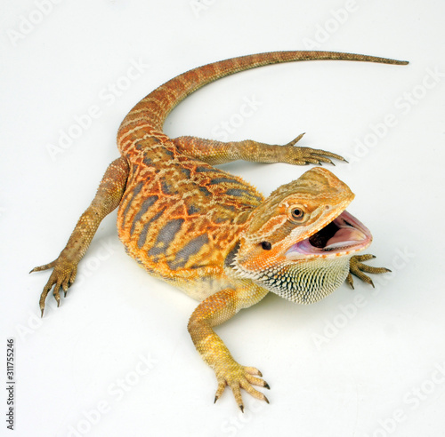 Bearded Dragon / Bartagame (Pogona vitticeps) photo