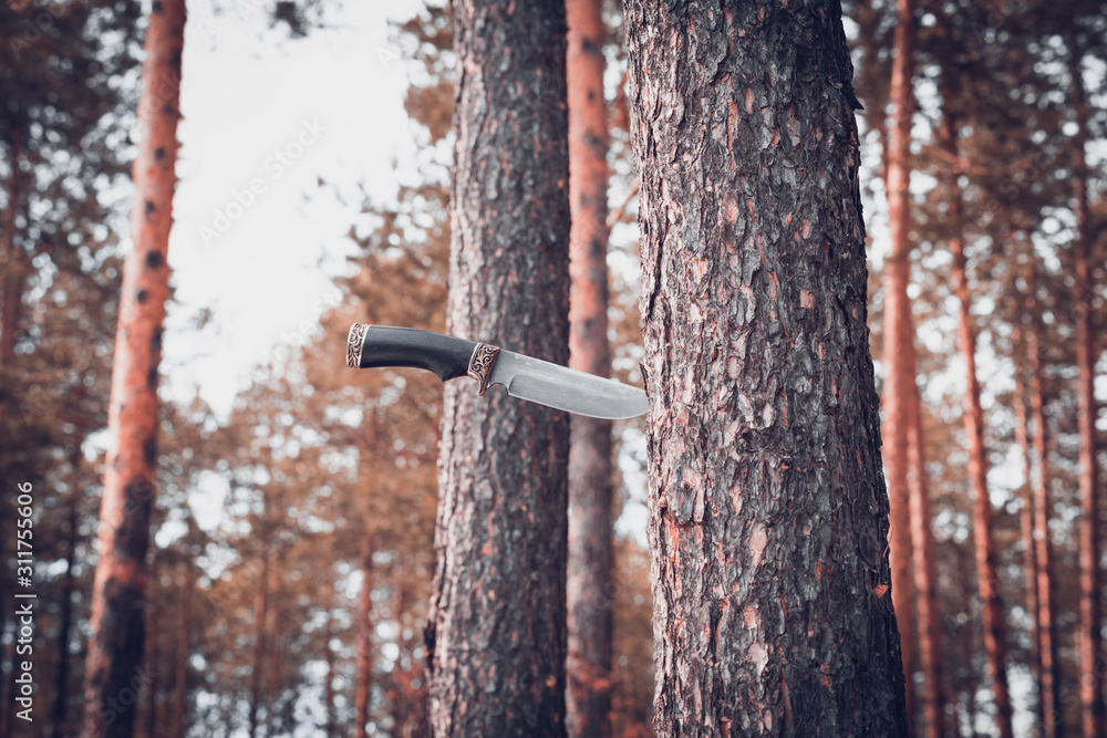 Camping knife stuck in pine tree in the forest. Camping knife stuck in pine tree in the forest.