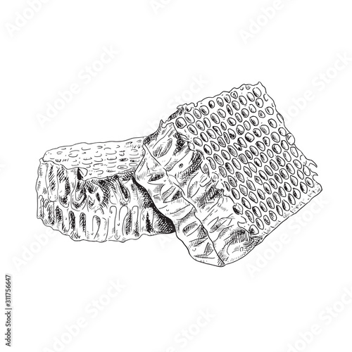 Hand drawn honey comb isolated on white background. Vector illustration