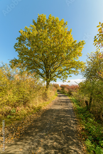 tree by a dusty road in early autumn