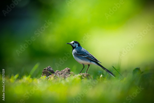 White wagtail presenting its feathers in the meadow