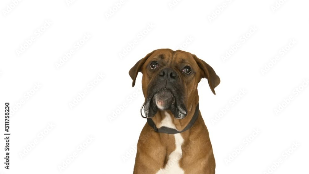 dog boxer on a white background dog boxer on a white background