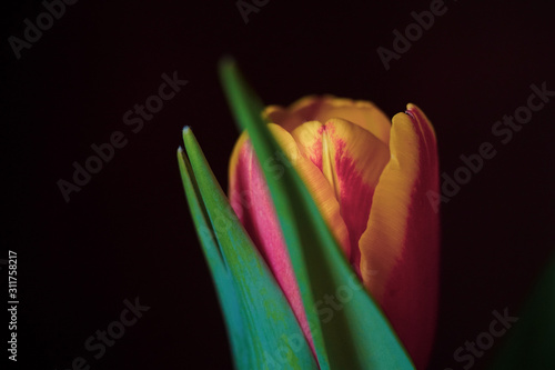 Close up of tulip