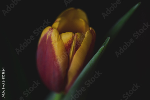 Tulip with a dark background