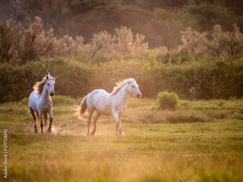 Camargue Horses playing © Mauro