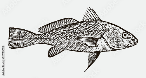 Atlantic croaker micropogonias undulatus in side view after a historical engraving from the 19th century