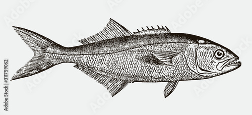 Threatened bluefish, pomatomus saltatrix, after antique engraving from 19th century photo